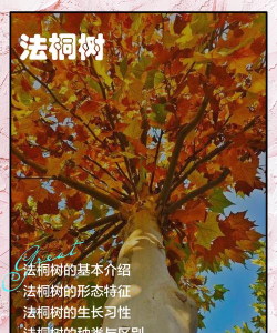 太阳花怎么养在水中，掌握正确方法，轻松水培成功