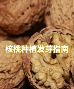 太阳花怎么养在水中，掌握正确方法，轻松水培成功