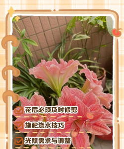 太阳花怎么养在水中，掌握正确方法，轻松水培成功