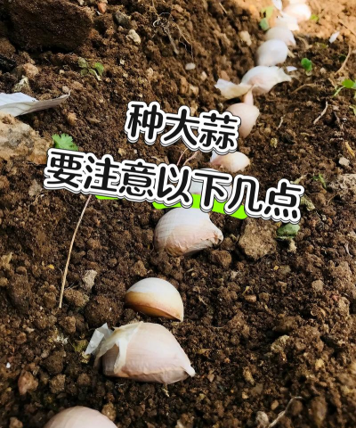 大蒜无土栽培，掌握关键步骤，轻松在家种植