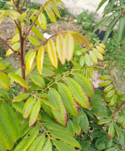 龙眼树病虫害防治论文，常见问题解析，实用防治方法