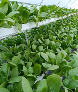 小区绿化景观设计，提升居住品质，打造舒适环境