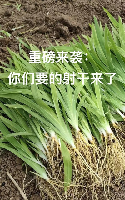 种射干用什么肥料