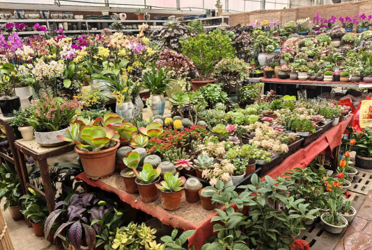 家庭养花用生根粉