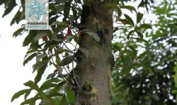 树杆防治，常见问题，实用方法