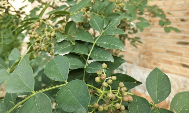 树杆防治，常见问题，实用方法