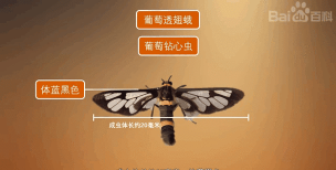 树杆防治，常见问题，实用方法