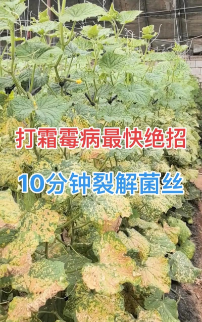 黄瓜的栽培技术，掌握关键步骤，轻松收获果实