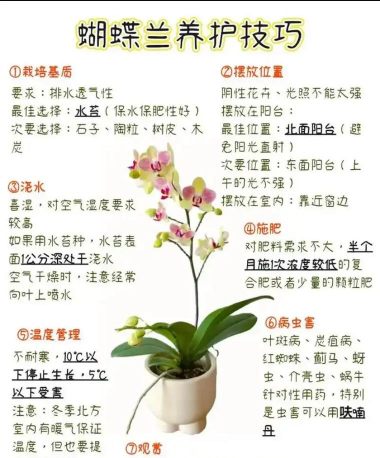 黄瓜的栽培技术，掌握关键步骤，轻松收获果实