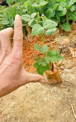 黄瓜的栽培技术，掌握关键步骤，轻松收获果实