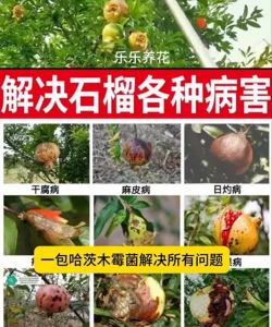 黄瓜的栽培技术，掌握关键步骤，轻松收获果实