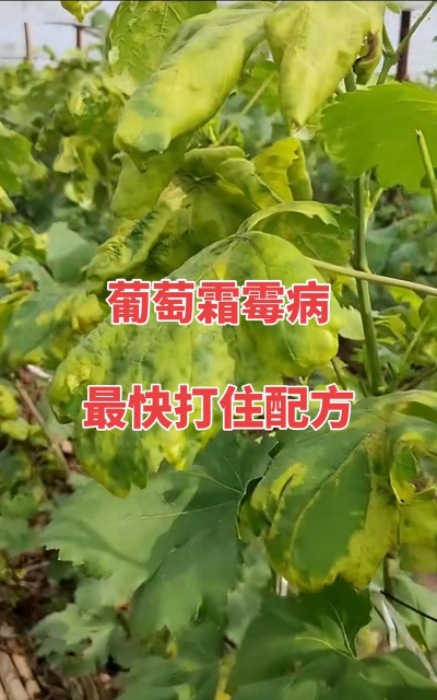 黄瓜的栽培技术，掌握关键步骤，轻松收获果实