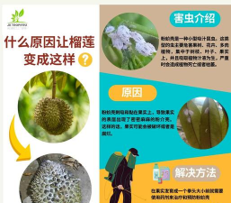 荔枝树蜡粉蚧，防治方法详解，常见问题解答