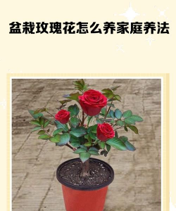 黄瓜的栽培技术，掌握关键步骤，轻松收获果实