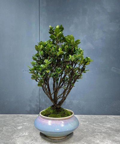 达摩栀子花怎么养,掌握关键技巧,轻松花开满枝 达摩栀子花怎么养,掌握关键技巧,轻松花开满枝