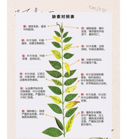 古树圆柏病虫害防治，识别常见问题，掌握有效方法