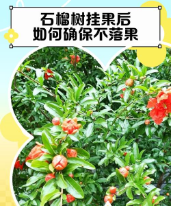 蓝雾花怎么养，掌握关键技巧，轻松打造梦幻花园