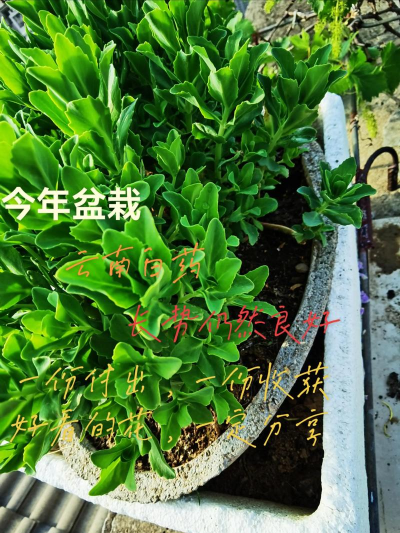 蓝雾花怎么养，掌握关键技巧，轻松打造梦幻花园