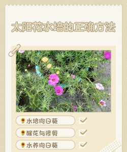 太阳花怎么养在水中，掌握正确方法，轻松水培成功