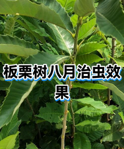 校园景观与绿化设计，提升学习环境，营造自然氛围