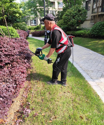 龙花怎么养，掌握关键技巧，轻松养出好状态