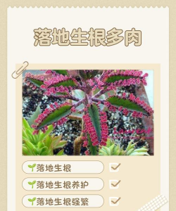 龙花怎么养，掌握关键技巧，轻松养出好状态