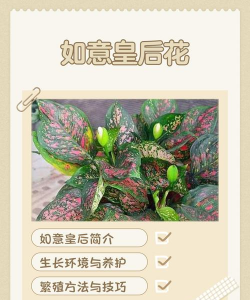 金钱树怎么栽培，掌握关键技巧，轻松养活它