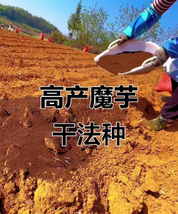 番茄树病毒防治，识别症状，科学应对