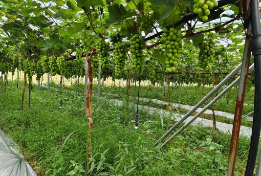 番茄树病毒防治，识别症状，科学应对