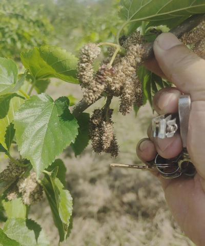 番茄树病毒防治，识别症状，科学应对