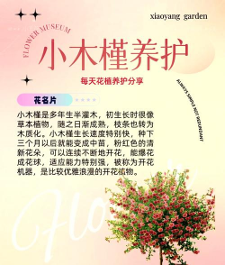 番茄树病毒防治，识别症状，科学应对