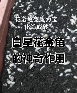 白星花金龟怎么养,掌握关键技巧,轻松上手饲养 白星花金龟怎么养,掌握关键技巧,轻松上手饲养