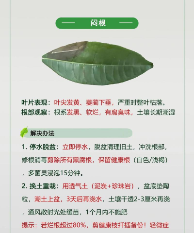发财树生虫怎么防治图片,常见虫害识别,实用防治方法 发财树生虫怎么防治图片,常见虫害识别,实用防治方法