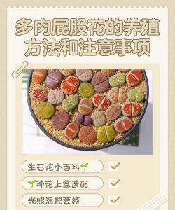 黄瓜的栽培技术，掌握关键步骤，轻松收获果实