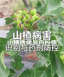 黄瓜的栽培技术，掌握关键步骤，轻松收获果实