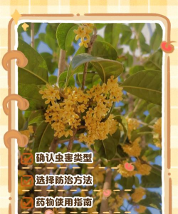 黄瓜的栽培技术，掌握关键步骤，轻松收获果实