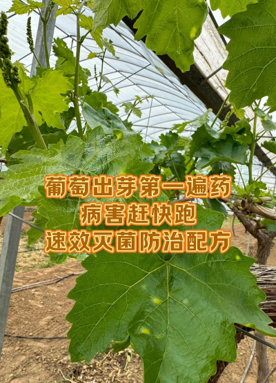 黄瓜的栽培技术，掌握关键步骤，轻松收获果实