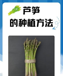 黄瓜的栽培技术，掌握关键步骤，轻松收获果实