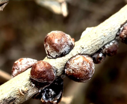 黄瓜的栽培技术，掌握关键步骤，轻松收获果实