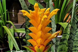 黄瓜的栽培技术，掌握关键步骤，轻松收获果实