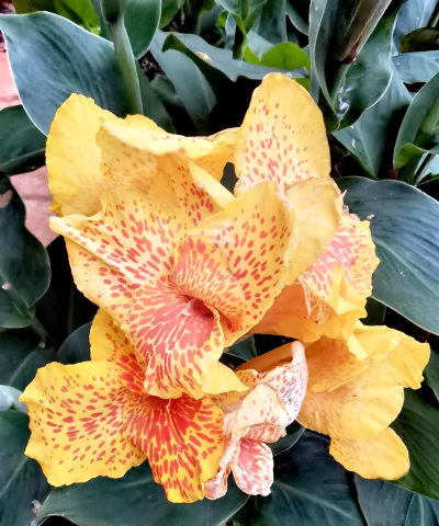 古树圆柏病虫害防治，识别常见问题，掌握有效方法