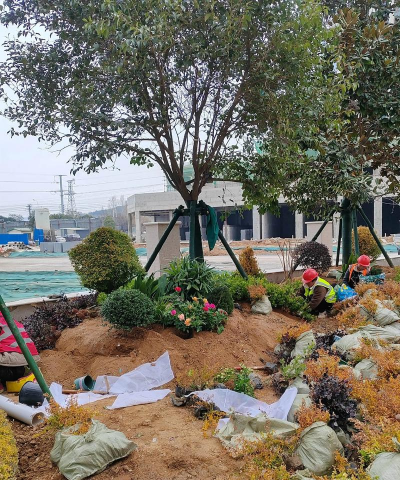 古树圆柏病虫害防治，识别常见问题，掌握有效方法