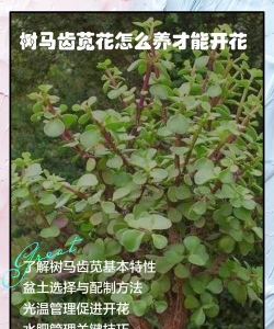 古树圆柏病虫害防治，识别常见问题，掌握有效方法