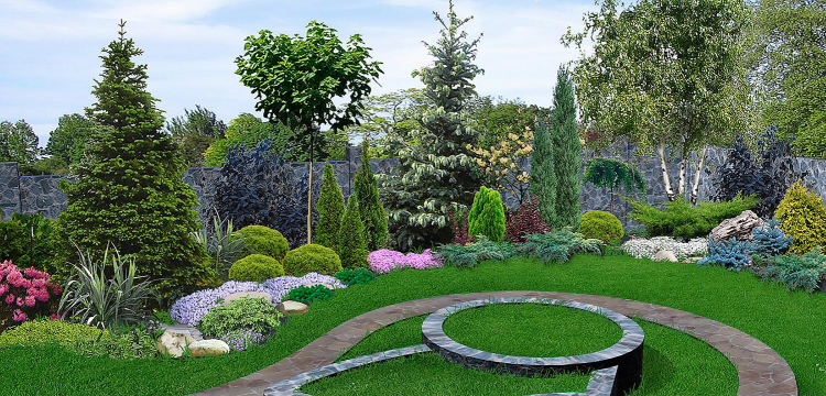 金钱树怎么栽培，掌握关键技巧，轻松养活它