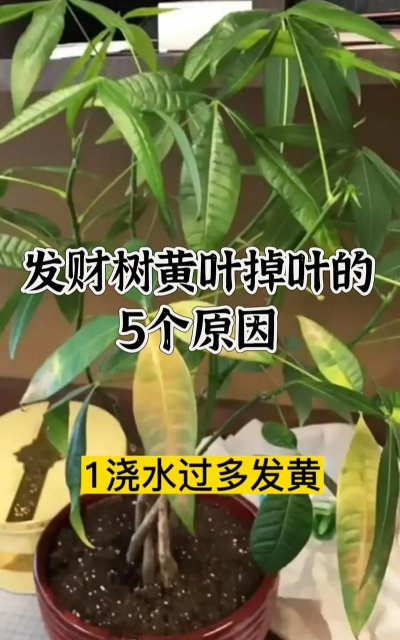 龙花怎么养，掌握关键技巧，轻松养出好状态