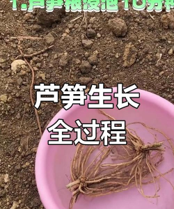 龙花怎么养，掌握关键技巧，轻松养出好状态