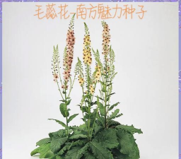 龙花怎么养，掌握关键技巧，轻松养出好状态