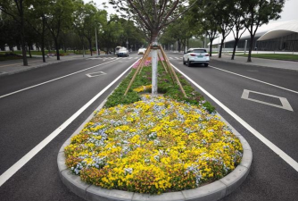 龙花怎么养，掌握关键技巧，轻松养出好状态