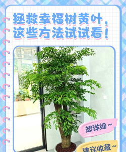 小区景观绿化设计方案，提升居住品质，打造生态社区