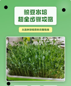 番茄树病毒防治，识别症状，科学应对